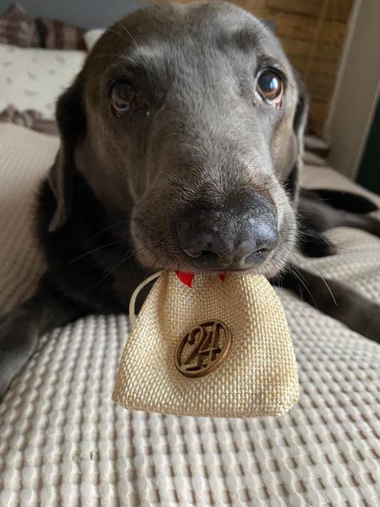Adventskalender für einen Hund