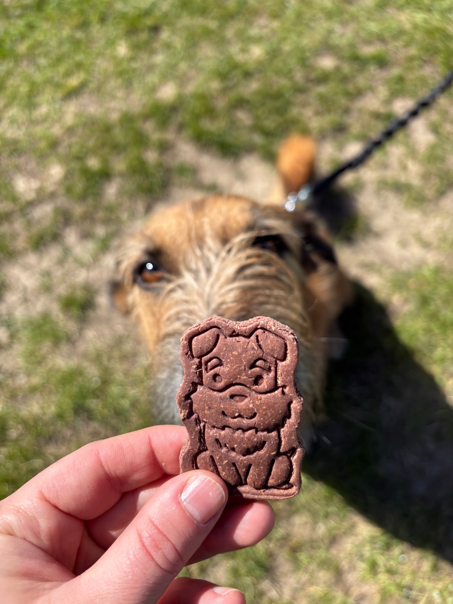 Freed's Körbchenhupferl